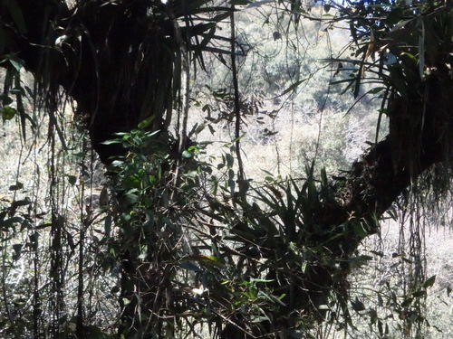 Bromeliad plants in a tree.